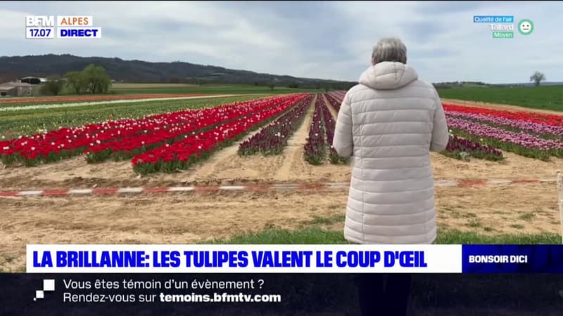 La Brillanne: les tulipes valent le coup d'œil dans les Alpes-de-Haute-Provence