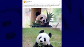 Des photos des pandas Yang Guang et Tian Tian publiées par le zoo d'Édimbourg sur sa page Facebook.