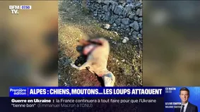 Chiens, moutons, brebis... Les attaques de loups se multiplient dans les Alpes, les habitants réclament une réglementation