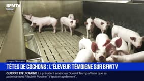 "C'est loin de mes idéaux": l'éleveur qui a vendu les têtes de cochon qui ont été déposées devant des mosquées parisiennes témoigne