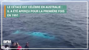 Cette baleine à bosse albinos est une star en Australie