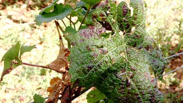 Les vignes de Cognac, Chablis et du Beaujolais ont été endommagées par des grêlons.