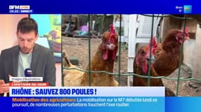 Rhône : sauvez 800 poules !