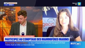 Manche: une nouvelle opération de comptage des mammifères marins du 7 au 15 juin