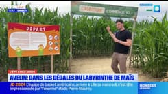 L'été chez nous: teste d'orientation au labyrinthe de maïs géant d'Avelin