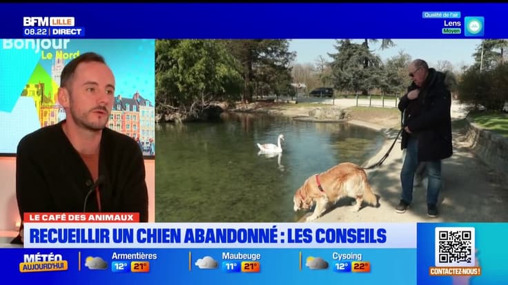 Le Café des Animaux: les bons conseils pour recueillir un chien abandonné