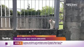RMC s’engage pour vous : Le calvaire des chats errants - 23/09