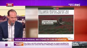 Les histoires de Sébastien Krebs : Accros à la drogue, des cygnes en cure de désintox - 21/06