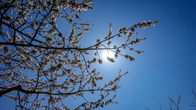 Un voisin décide, unilatéralement, de raser la moitié d'un arbre