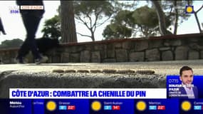 Côte d'Azur: les chenilles du pin de retour, comment les combattre? 