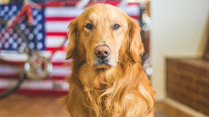 Faut-il taxer les chiens, comme en Allemagne? "Bientôt, on devra payer pour faire pipi chez soi"