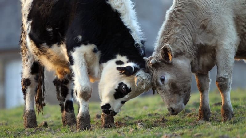 "L’animal broutait un peu trop proche du bord": un taureau meurt après avoir chuté d'une vingtaine de mètres en Bretagne