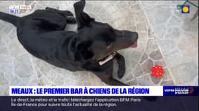 Seine-et-Marne: le premier bar à chiens de la région a ouvert à Meaux