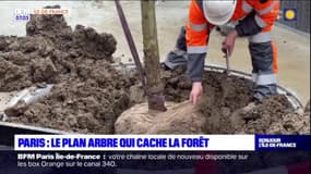 Paris: un plan arbre intensifié pour favoriser la végétalisation
