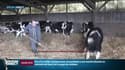 "J’en suis à près de 20.000 litres de lait jeté": le calvaire des agriculteurs après l'incendie de l'usine Lubrizol