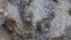Une empreinte d'ankylosaure, avec des traces de peau et de griffes, découverte près d'Hastings au Royaume-Uni. 