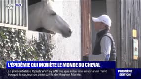 Quelle est cette épidémie qui inquiète le monde équestre ?