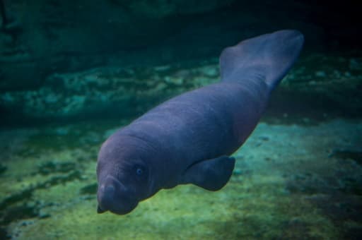 Un bébé lamentin, né il y a dix jours, nage dans le bassin du zoo de Beauval, le 15 mars 2017