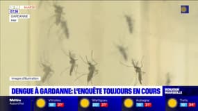 Gardanne: les investigations de l'ARS se poursuivent après le signalement de deux cas de dengue