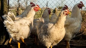 Des poulets dans une ferme (photo d'illustration).