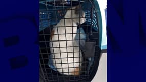 Le chat convoyeur de drogue avant sa remise à une fondation de protection des animaux. Photo prise par la justice panaméenne le 16 avril 2021