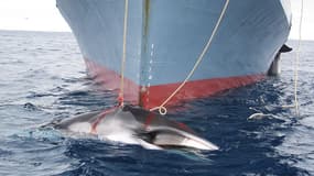 Un bateau japonais, en 2008, au large de l'Australie, capturant une baleine. 