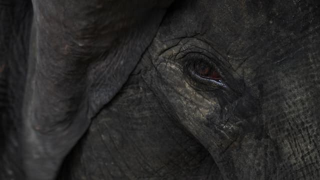 Un éléphant tué dans l'accident d'un camion de cirque