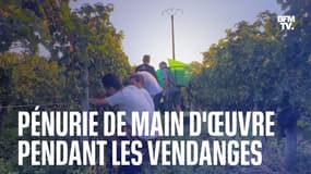 Dans le Bordelais, les vignerons s'organisent face à la pénurie de main d'œuvre pour les vendanges