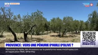 Provence: vers une pénurie d'huile d'olive?