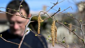 Des étamines de noisetier, dans le pollinarium de Rennes, le 18 mars 2022. Les pollens de noisetier sont à un niveau élevé dans le Grand Est depuis plusieurs jours.