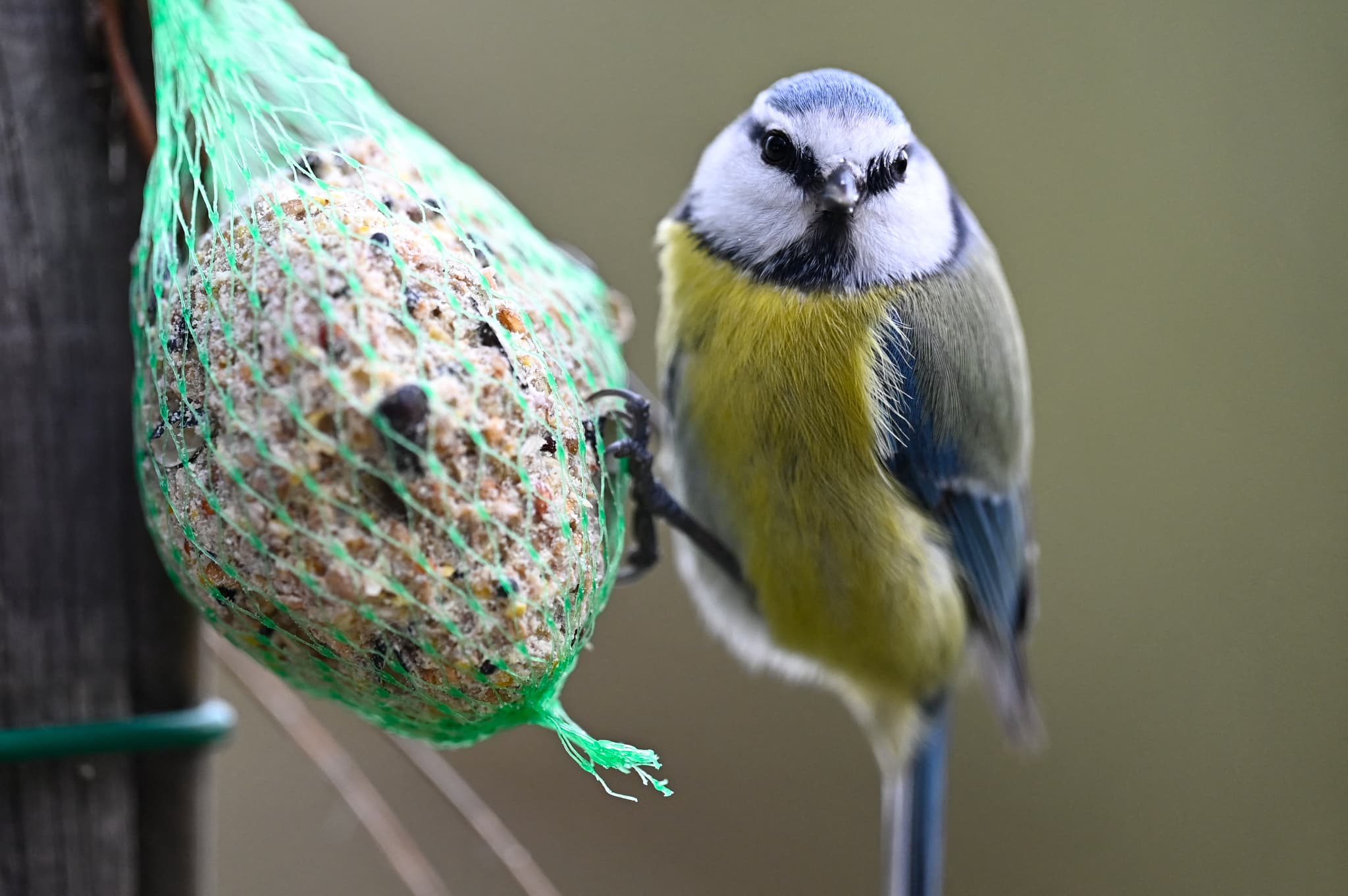 Distributeur Boules de graisse pour nourrir les oiseaux du jardin
