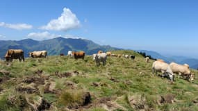 Des vaches le 4 août 2011 au Col de La Pique, dans les Pyrénées françaises.