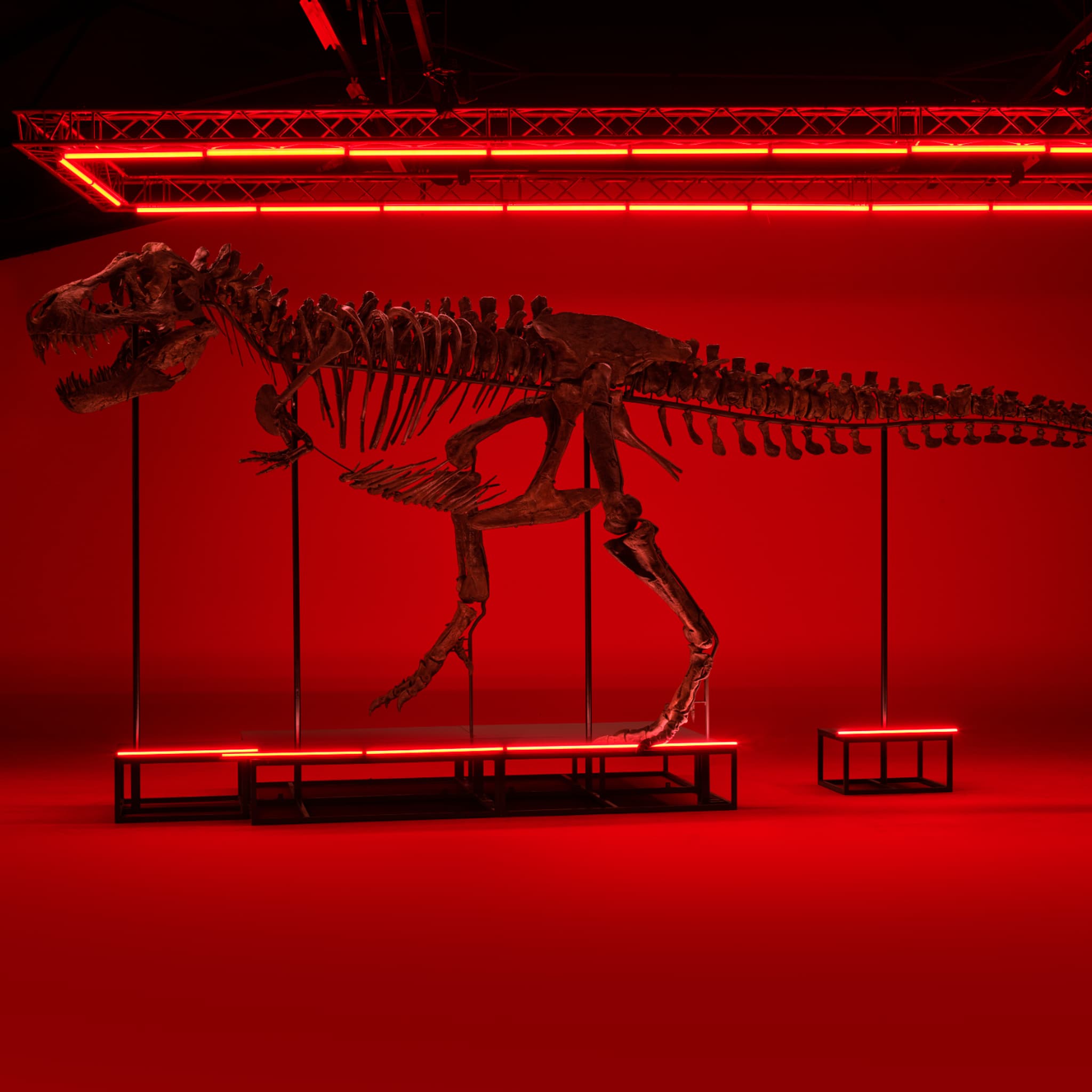 Collecteur D'os T.R.U T-REX TTR4-BK 4 Doigts – Rouge/Noir – Neuf Sous Blister