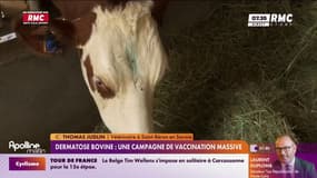 Dermatose bovine: le gouvernement a lancé ce week-end une vaste campagne de vaccination contre la maladie