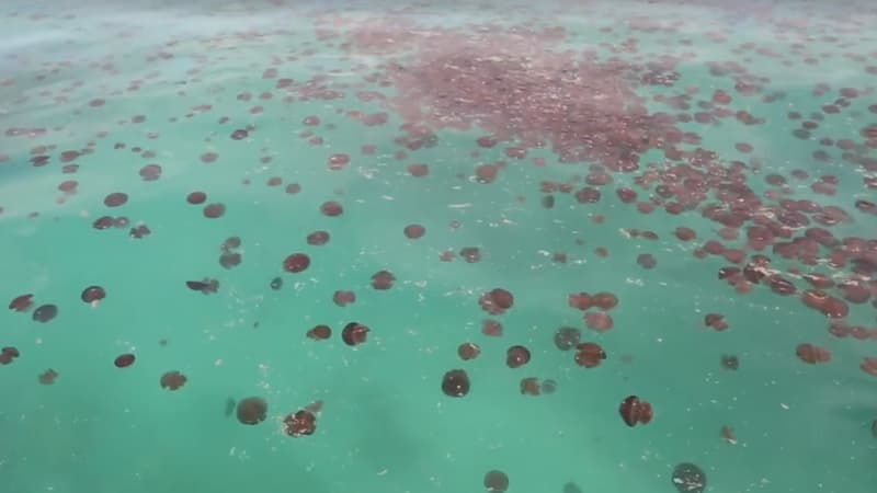 Une impressionnante concentration de méduses rouge a été filmée en Australie.