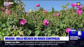 Grasse: quel bilan pour la récolte des roses centifolia?
