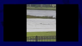 Un requin dans les rues de Fort Myers, en Floride, le 28 septembre 2022 