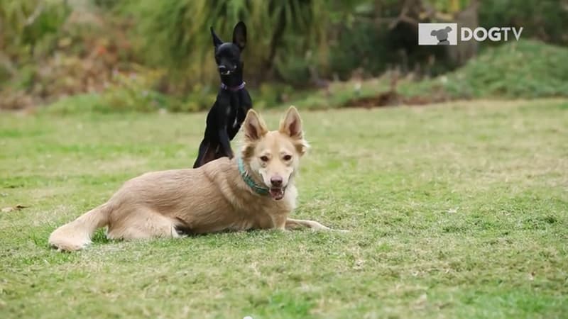 DogTv diffuse des programmes très courts où l'on voit des chiens qui courent, qui jouent ...