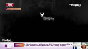 Douze chèvres tuées près de Marseille, la faute aux loups? 