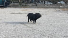 De nombreux cochons, qui prolifèrent depuis des années dans la commune, ont été abattus en début de semaine.