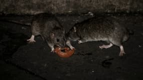 Des rats. (Photo d'illustration)