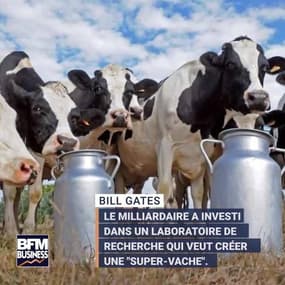  Bill Gates débourse 40 millions de dollars pour créer la vache parfaite