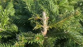 Les sapins ont été coupés au sécateur, au niveau du tronc et des branches. 