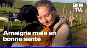 La chienne disparue à l'aéroport de Roissy depuis 9 jours a retrouvé sa propriétaire 