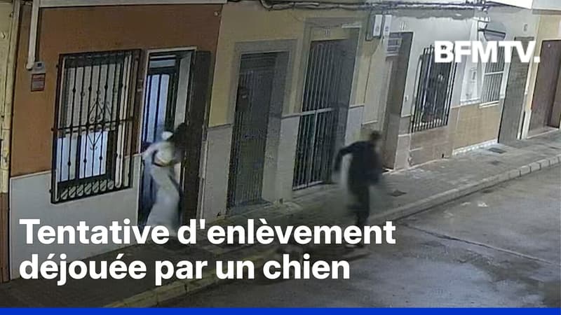 Espagne: quatre personnes arrêtées après qu'une tentative d'enlèvement a été déjouée par le chien de la victime