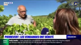 Alpes-de-Haute-Provence: les vendanges de Pierrevert marquées par des pertes importantes