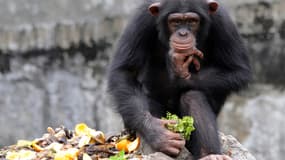 Chimpanzé du zoo d'Abidjan, en 2014.
