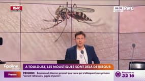 À Toulouse, les moustiques sont déjà de retour 