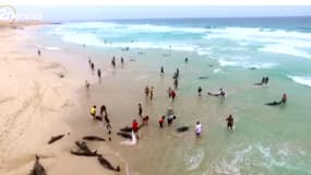 Des dauphins échoués sur une plage du Cap-Vert