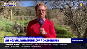 Var: une nouvelle attaque de loup à Collobrières